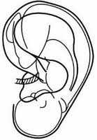 Image d'un foetus inversé